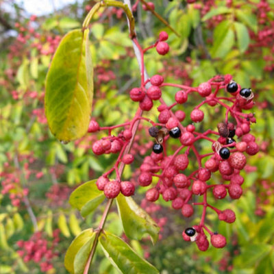 25 kg/sacco Imballaggio Naturale Rosso Cinese Sichuan Peppercorns Sapore Spezia