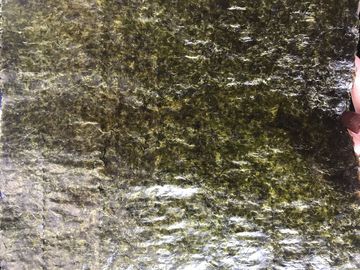 alga condita Wasabi di 19x21CM, strati di alga secchi di Nori dei sushi